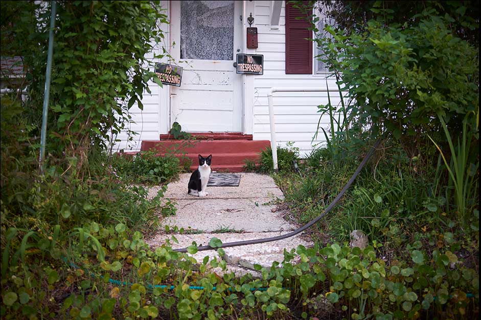 Photo from Third Coast of a black and white cat in front of a closed door with a No Trespassing sign